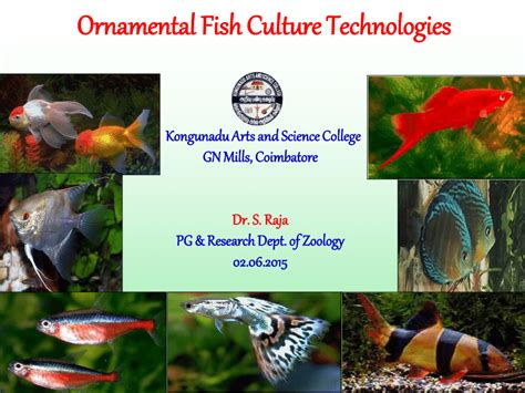 (PDF) Ornamental Fish-culture Technologies