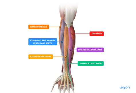 The Best Forearms Workout: 7 Forearm Exercises for “Popeye Forearms” - ThaiMedFood