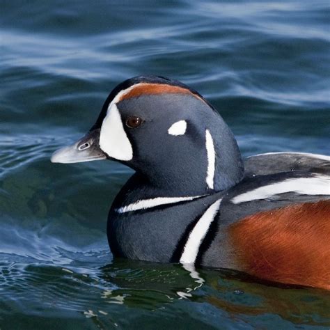 Free photo: Harlequin Duck - Animal, Bird, Duck - Free Download - Jooinn