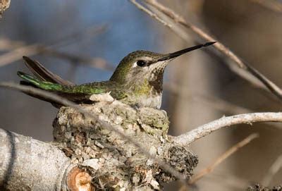 Hummingbird nests: Everything you want to know - What birds are in my backyard?