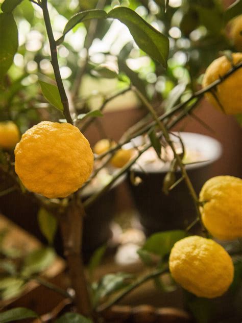 Citrus Enthusiast: In Season: YUZU!