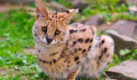 Do Serval Cats Make Good Pets? What You Need to Know! - Animal Corner