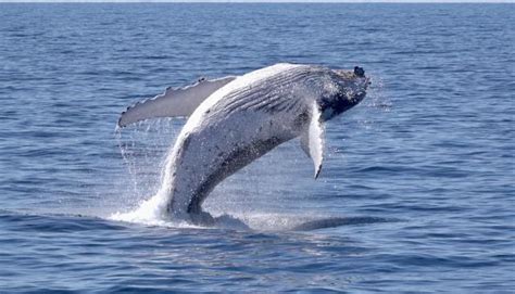 Spectacular whale breach behaviour showcased over Bundy coast ...