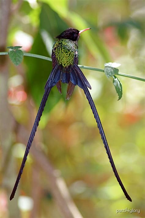 "Jamaican Streamertail Hummingbird #2" by patti4glory | Redbubble