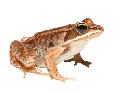 Frog PNG image free download image, frogs
