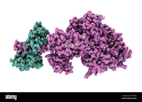 Molecular motor protein. Computer model showing the structure of a two ...