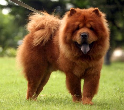 Chow Chow Dogs Latest Facts And Pictures | All Wildlife Photographs