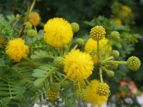 How to Grow and Care for Acacia - World of Flowering Plants