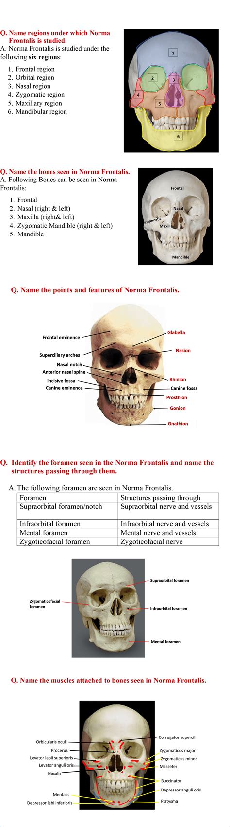 Skull- Norma Frontalis