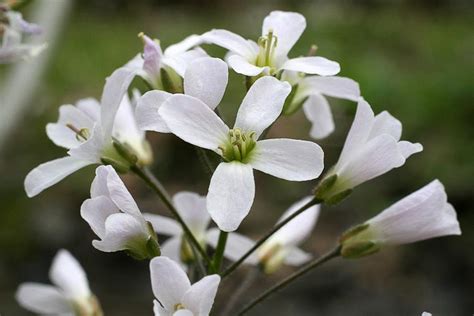 families-Brassicaceae – Ohio Plants