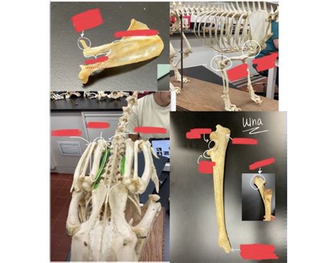 Hind Limb anatomy part 1 Quiz