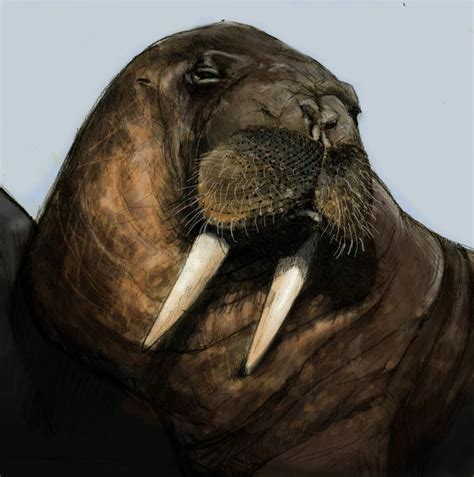 Walrus, Sea life art, Animals