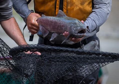 UBC researchers map loss of Pacific salmon habitat - BC | Globalnews.ca