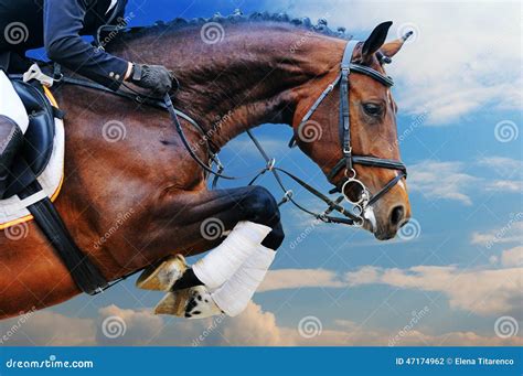 Bay Horse in Jumping Show Against Blue Sky Stock Photo - Image of ...