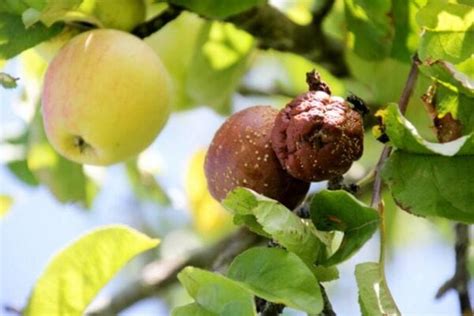 Apple Tree Diseases: Common And Dangerous Diseases - Gardender