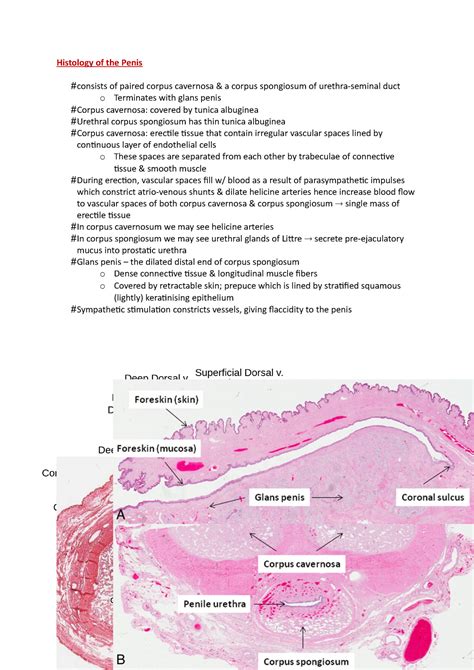 Histology of the Penis - Histology of the Penis consists of paired ...