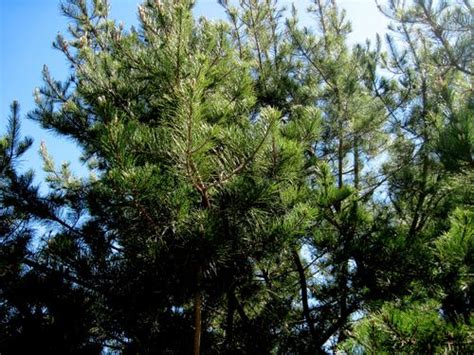 Radiata Pine Tree Logging: A Comprehensive Guide Mast, 59% OFF