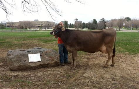 Dairy farm cow continues the tradition of Illini Nellie family | The Daily Illini