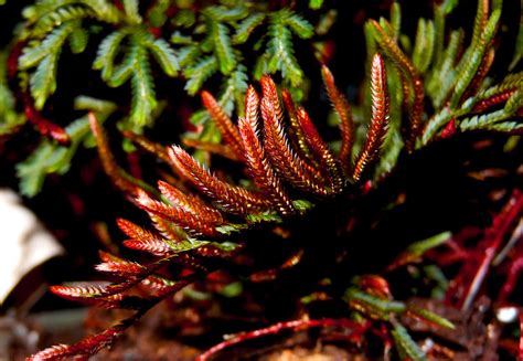 New Growth-Selaginella erythropus by pitbulllady on DeviantArt