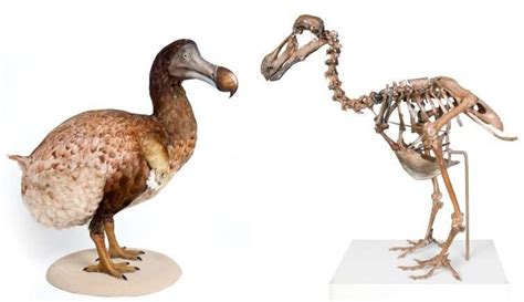 Dodo 'de-extinction' announcement causes conservation debate