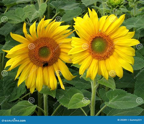 Two Sunflowers Royalty Free Stock Images - Image: 20289