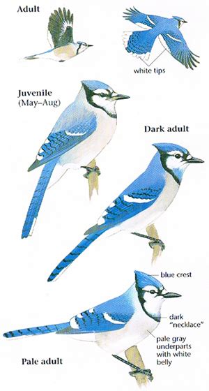 Blue Jay Life Cycle