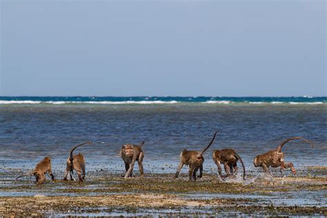 Baluran National Park - East Java - Duniart - Photography and Blog by ...