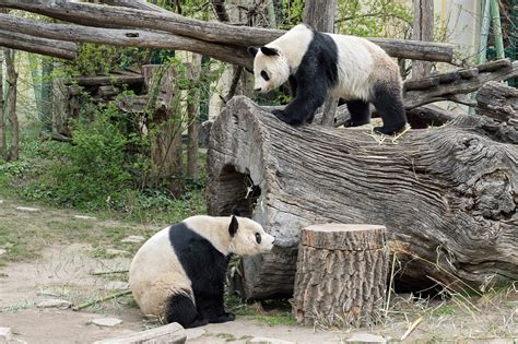 Erste Annäherung bei den Großen Pandas in Schönbrunn | Giant Panda Friends International