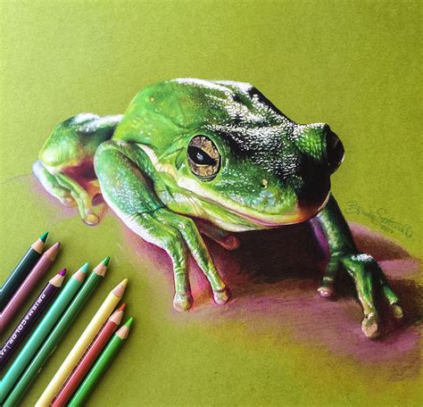 Colored Pencil Frog Drawing :: Behance