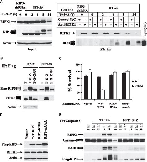 Caspase Inhibitors | Semantic Scholar