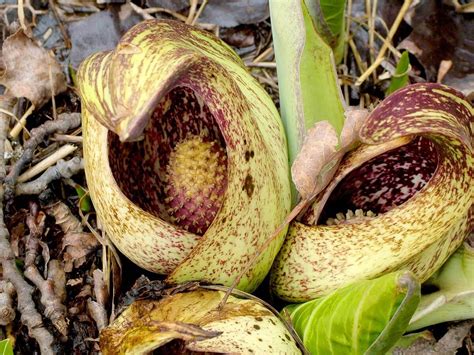 Skunk Cabbage and Wintergreen Plants at Dickson Wilderness Area