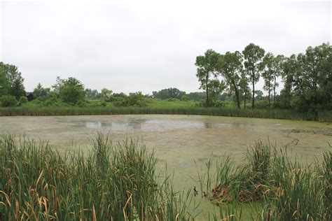 Wetlands mitigation may get cheaper for local governments in Michigan | Great Lakes Echo