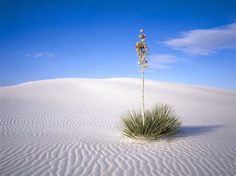 Desert Oasis Landscape Wallpapers - 4k, HD Desert Oasis Landscape ...