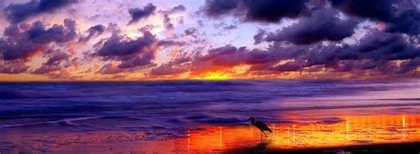 a bird is standing on the beach as the sun sets over the water and clouds