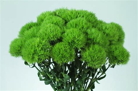 Dianthus Green Ball - Dianthus - Flowers and Fillers - Flowers by ...