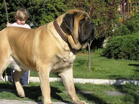 Mastiff | English mastiff dog, Mastiff dogs, Mastiff puppies