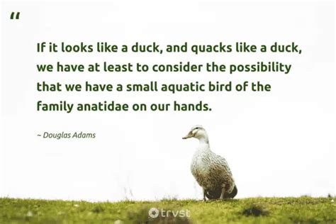 42 Duck Quotes And Sayings About The Friendly Waterfowls (2024)