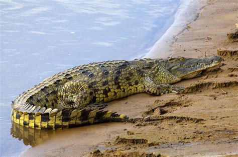 Cocodrilo del Nilo (el cocodrilos más grande - africano) | Reptil exótico