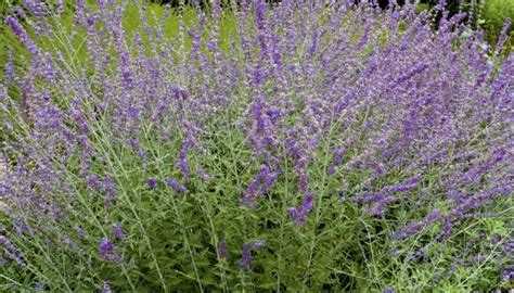 15 Companion Plants That Pair Well With Russian Sage