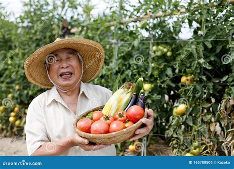 Japanese Senior Man, Farmer in Front of Rice Field Stock Photo - Image ...