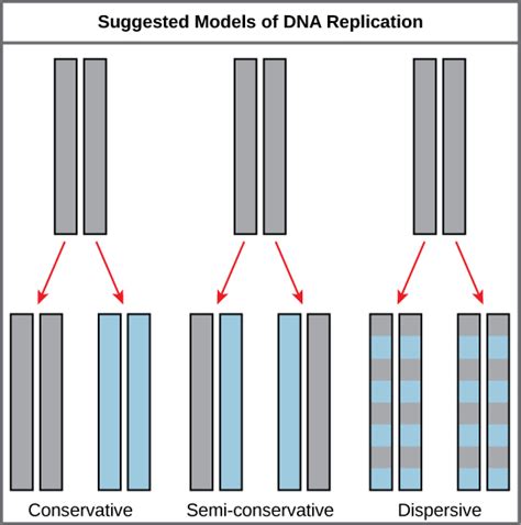 Describe an Alternative Way of Modeling Dna Replication