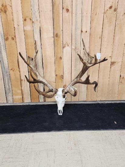 GIANT Nontypical Elk Antlers On Skull | Art, Antiques & Collectibles ...