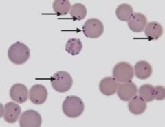 Hemotropic Mycoplasmosis - Bad News For Cat’s Blood