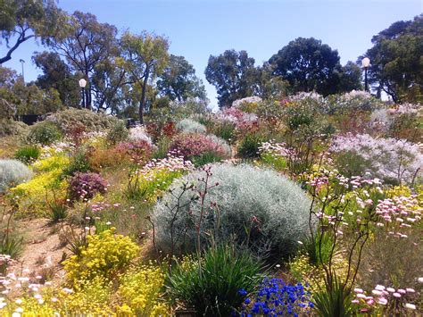 Australian native plants for rock gardens that can Survive the Heat - house-ideas.org