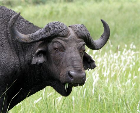 images of buffalo herds | The African Buffalo are gregarious animals and form herds of 15-300 ...