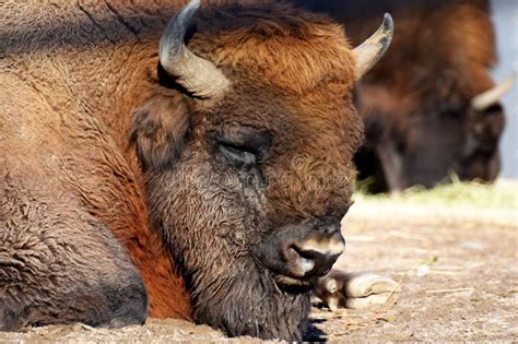 Wisent Bison bonasus stock photo. Image of powerful - 102379306