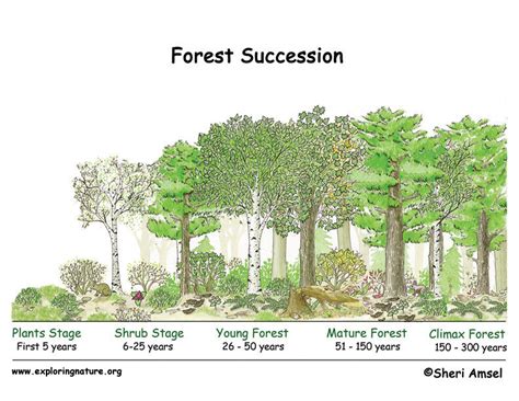 Forest Succession