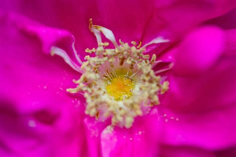 Rugosa Rose | Pops & Mojo Photos