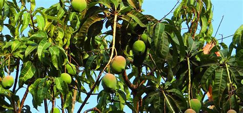 How to Prune a Mango Tree | Fantastic Gardeners Australia