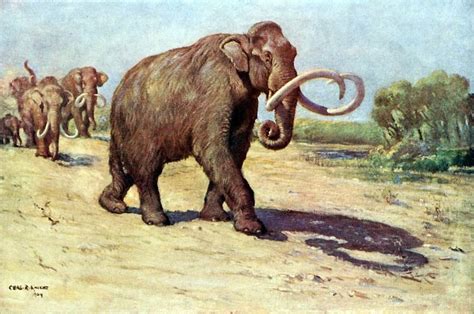 Columbian mammoth - Alchetron, The Free Social Encyclopedia